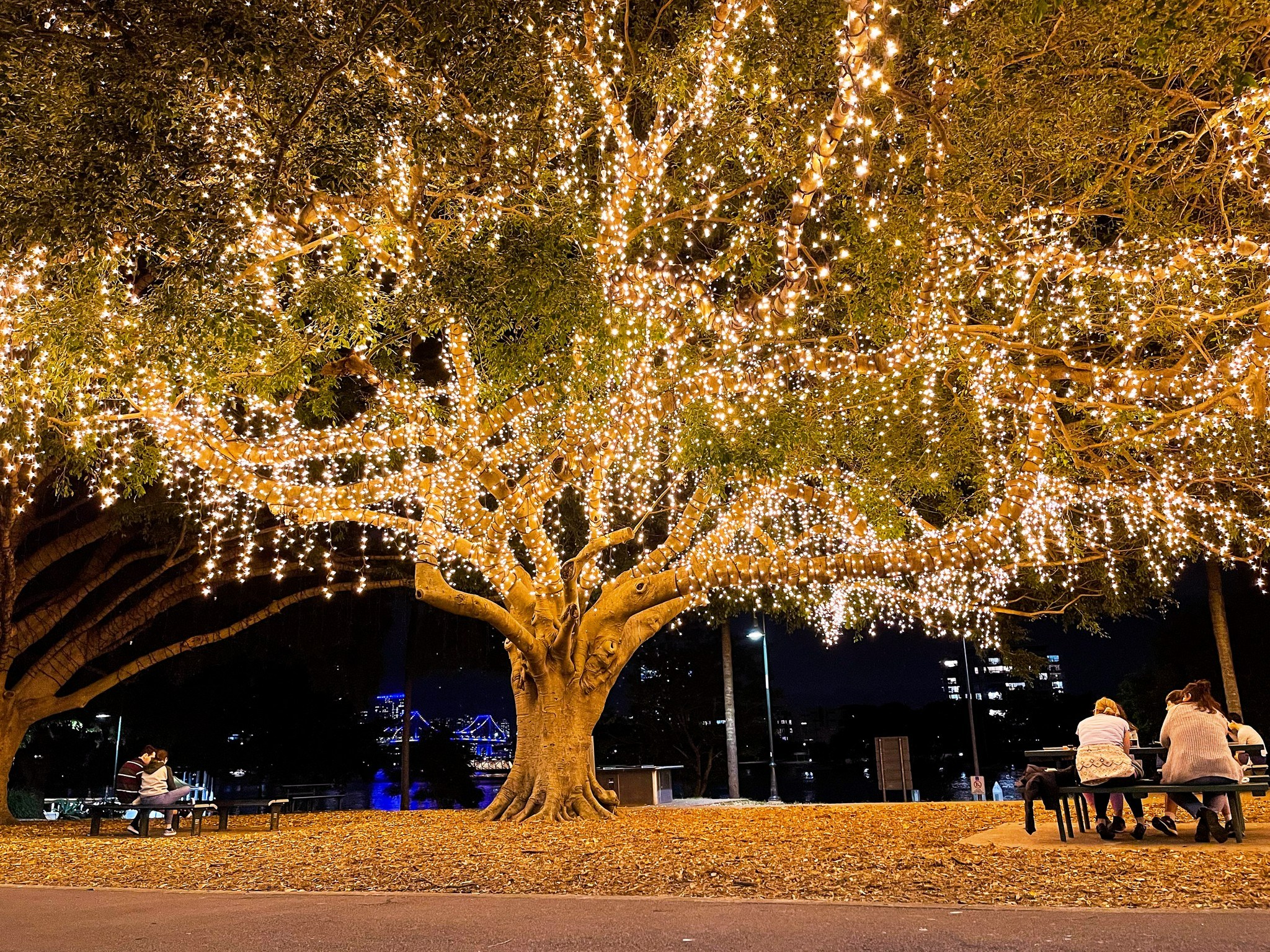 A night-time image of a tree illuminated by hundreds of small LED fairy lights rated for outdoor usage